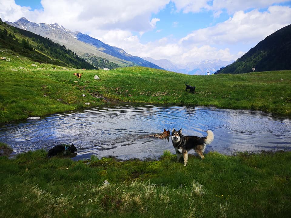 dog trekking Laghi di Cancano