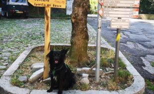 Corso dog trekking