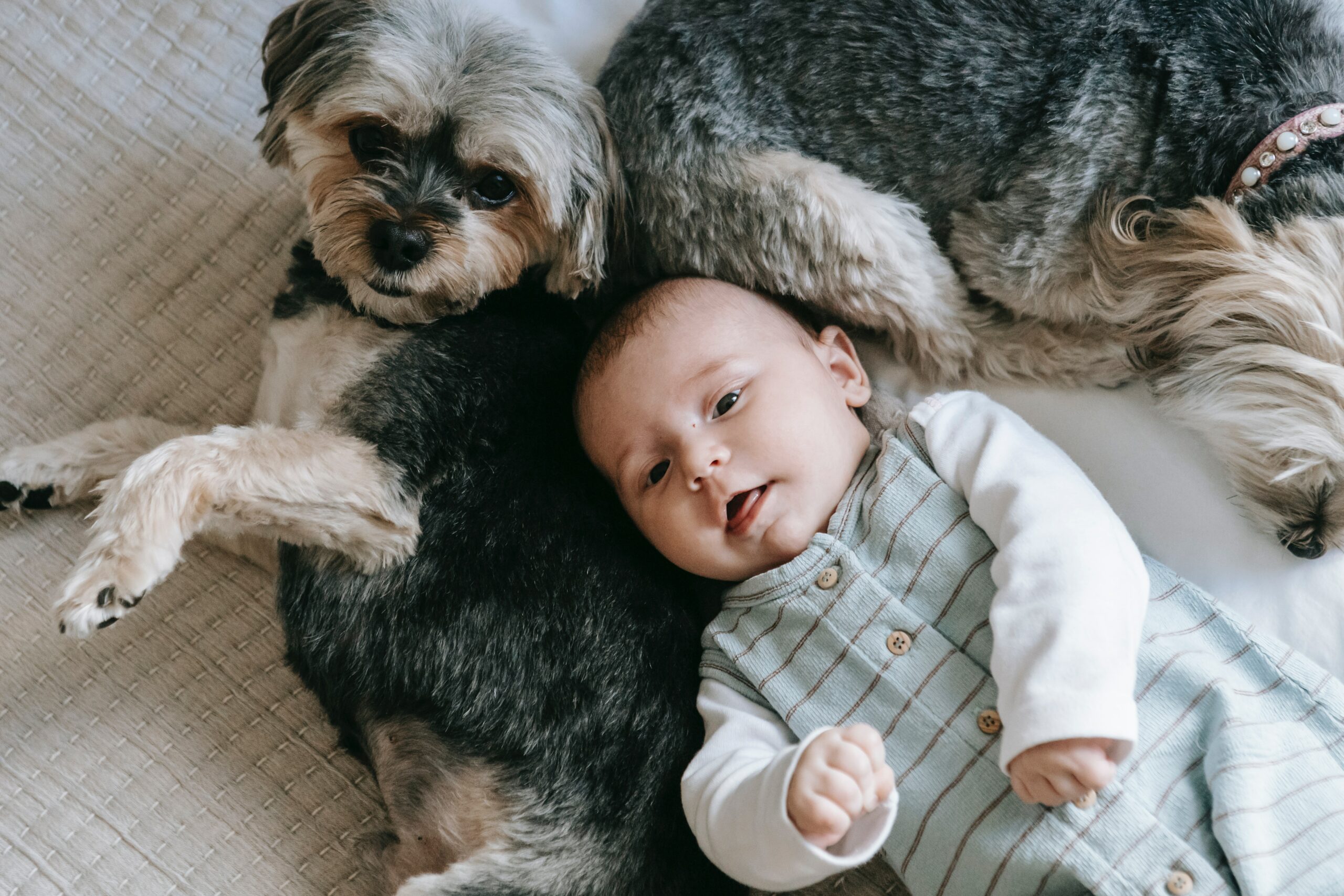 cani e bambini-bimbo in arrivo