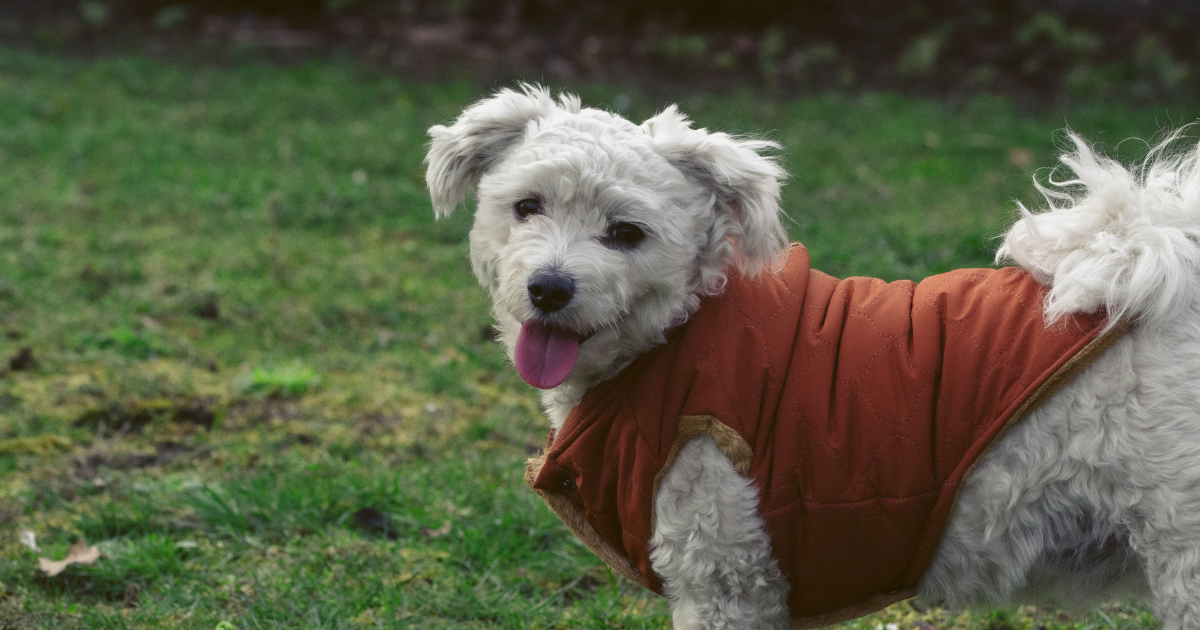 cappottino per cani_mamma che branco Blog